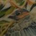 Tattoos - Bluebirds - 54056
